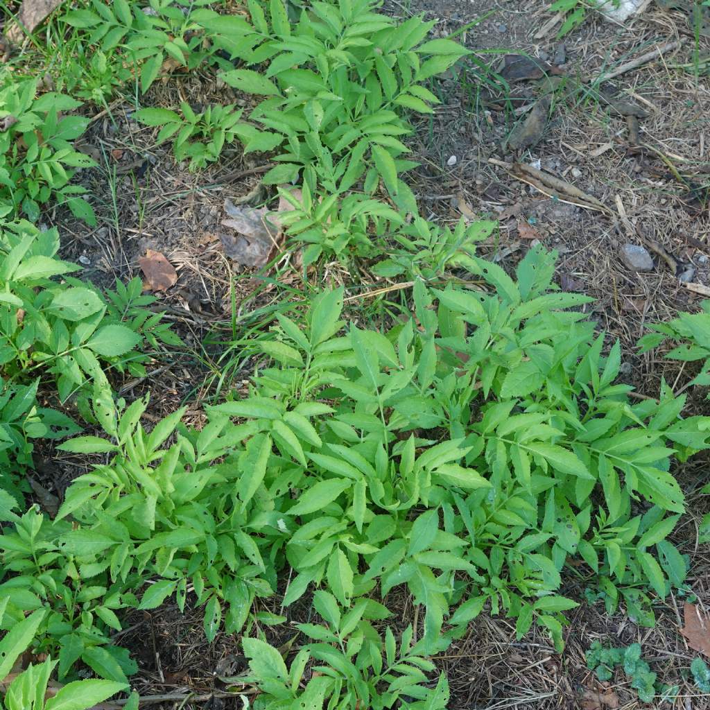 Sambucus ebulus